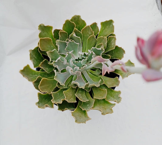 Echeveria shaviana