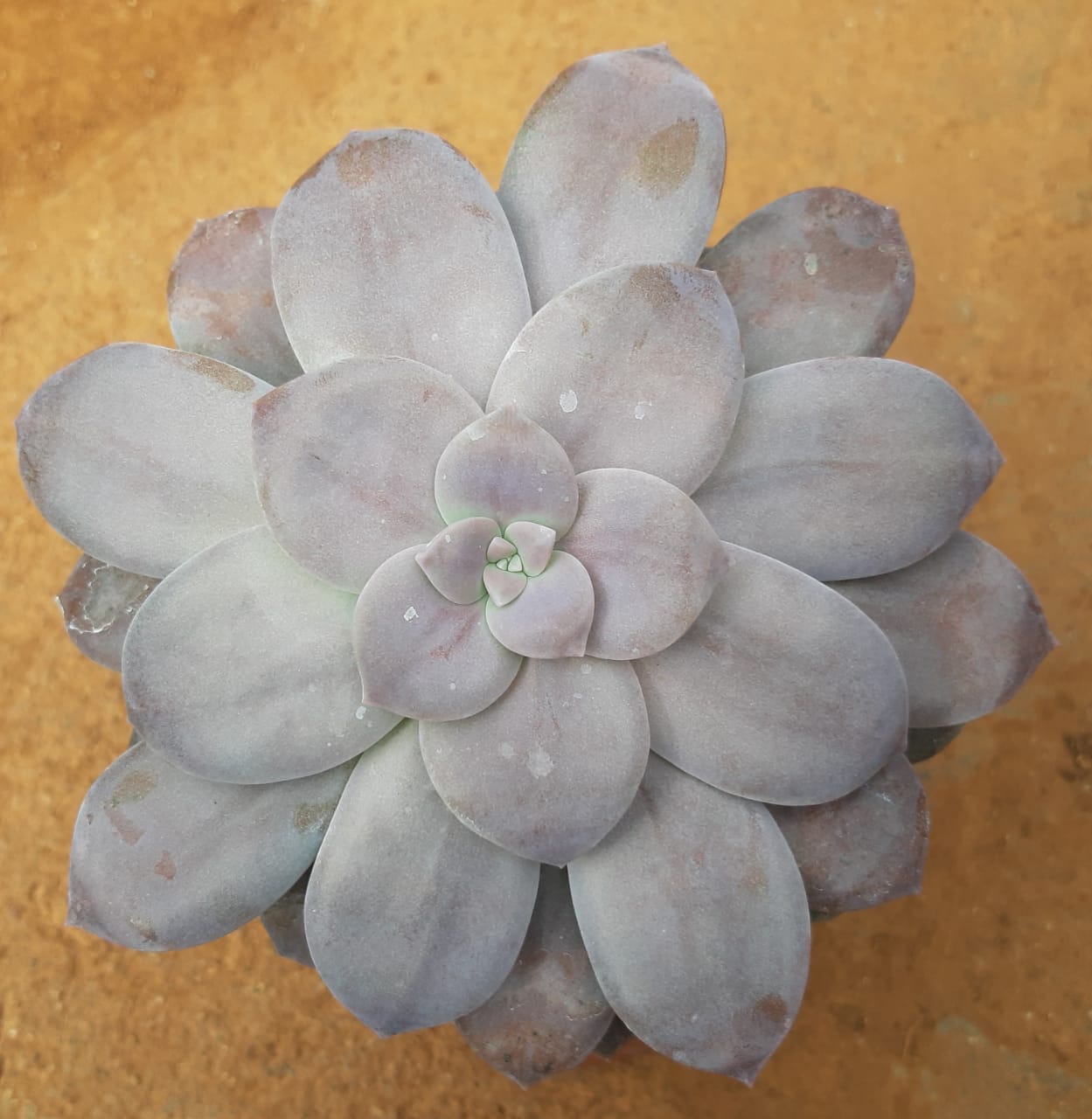 Echeveria superbum