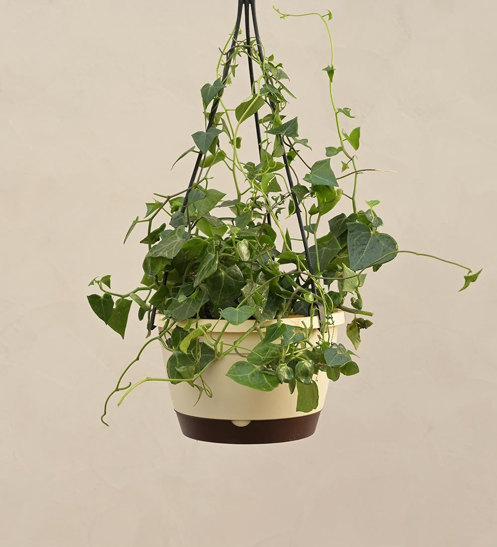 English Ivy Plant In Hanging Planter