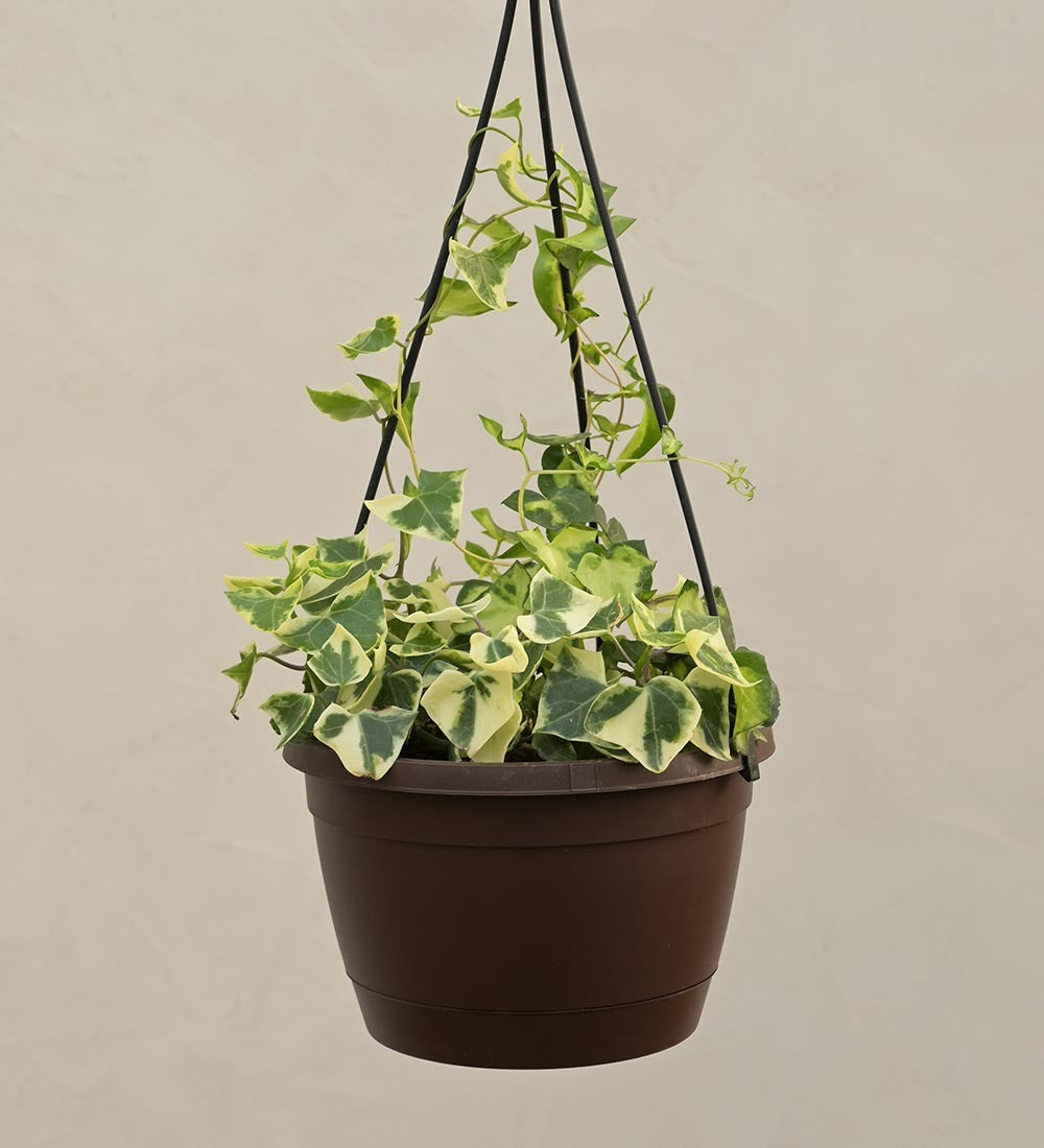 English Ivy Variegated In Hanging Planter