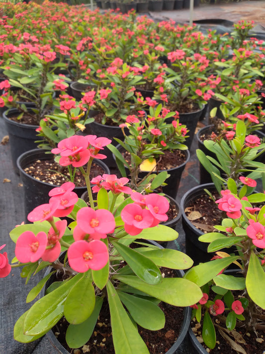 Euphorbia pink