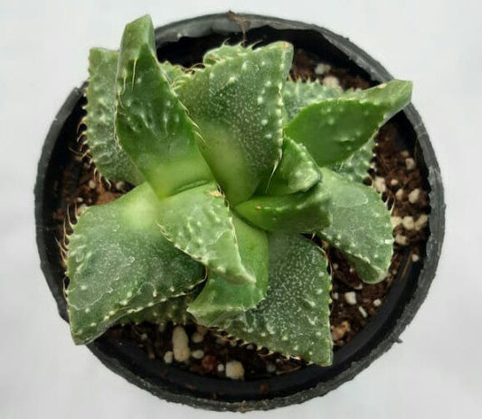 Faucaria tuberscula