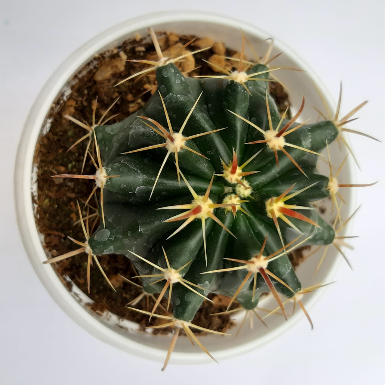 Ferrocactus horridus