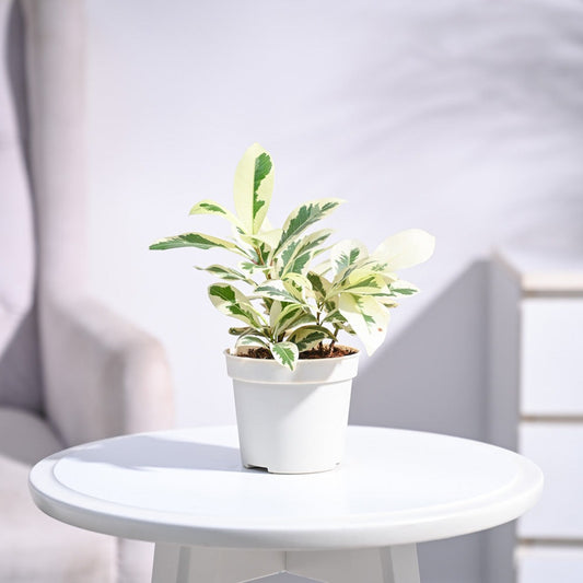 Ficus Prestige Plant