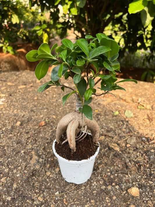 Ficus bonsai