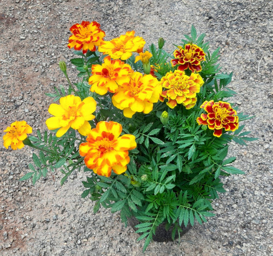 French Marigold