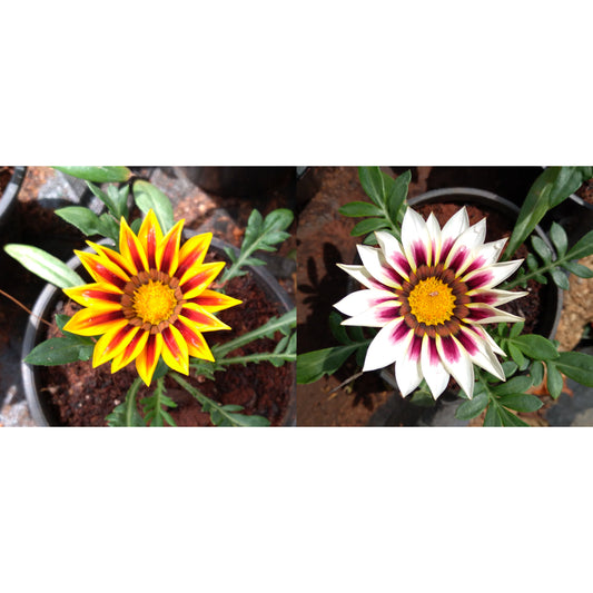 Gazania