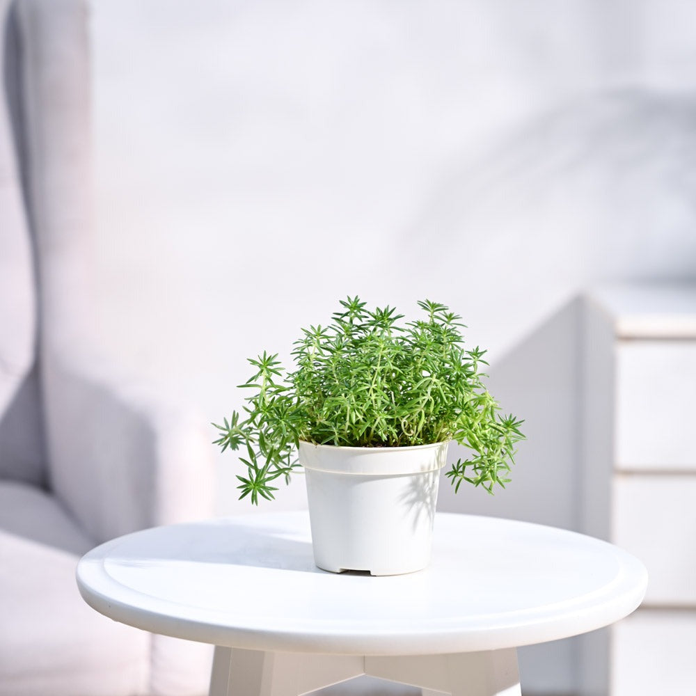 Golden Sedum Plant