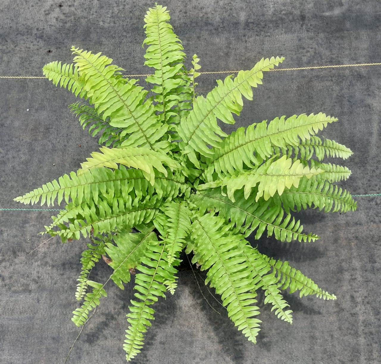 Golden Fern