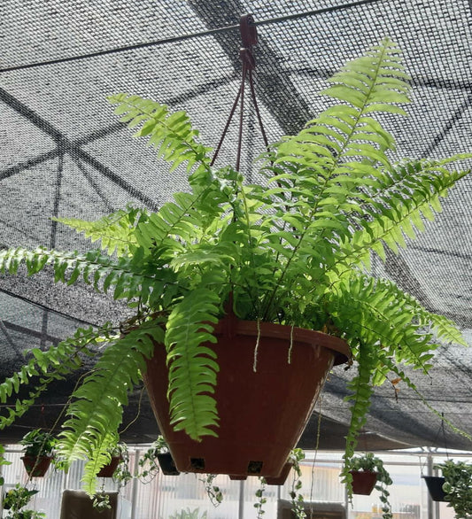 Golden fern Hanging Basket  