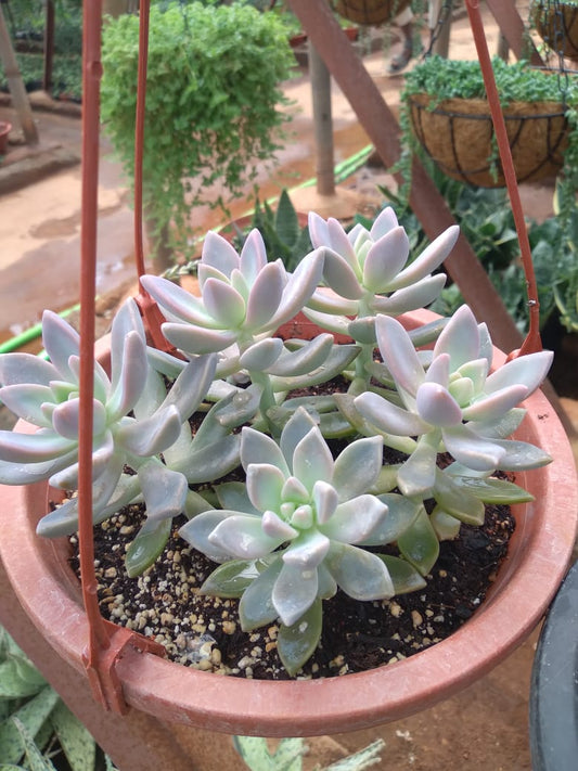 Graptosedum hanging basket