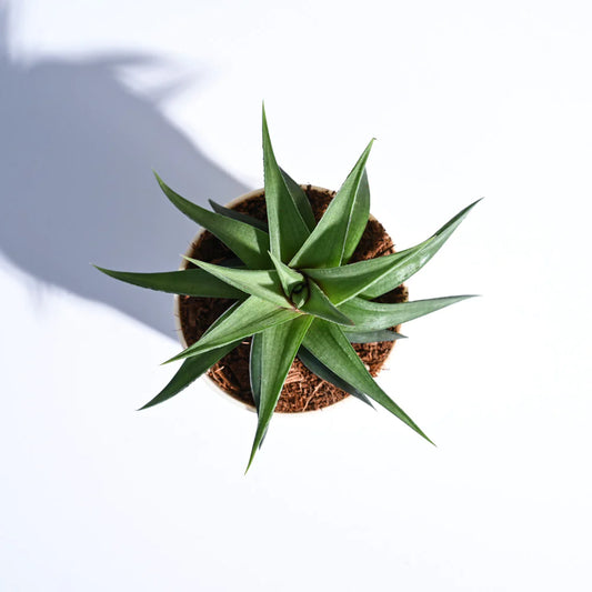 Haworthia Limifolia var Ubomboensis