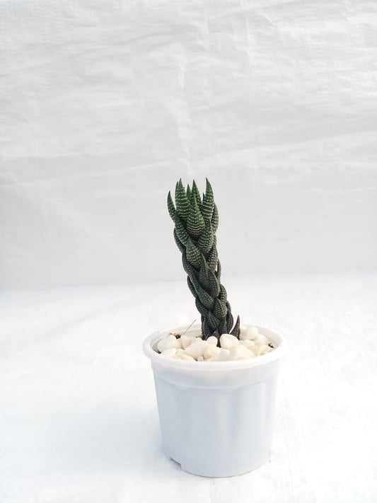 Haworthia reinwardtii