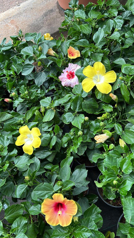 Hibiscus dwarf