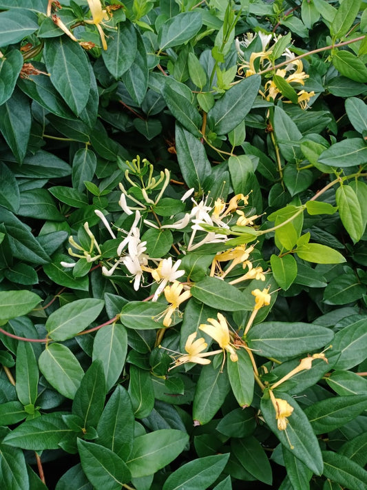 Honeysuckle