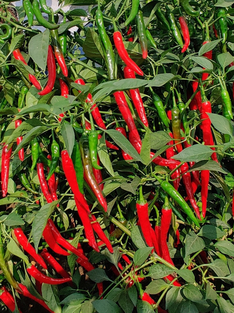 Hot Pepper (Red)