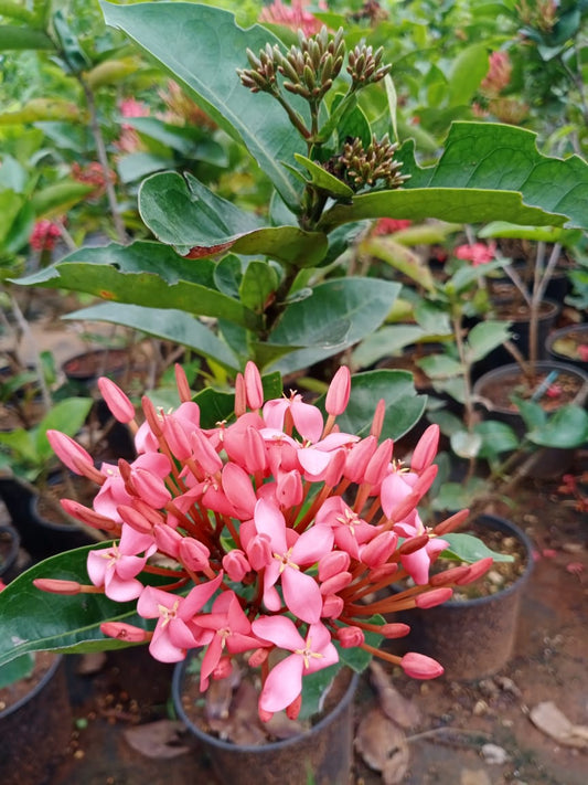 Ixora