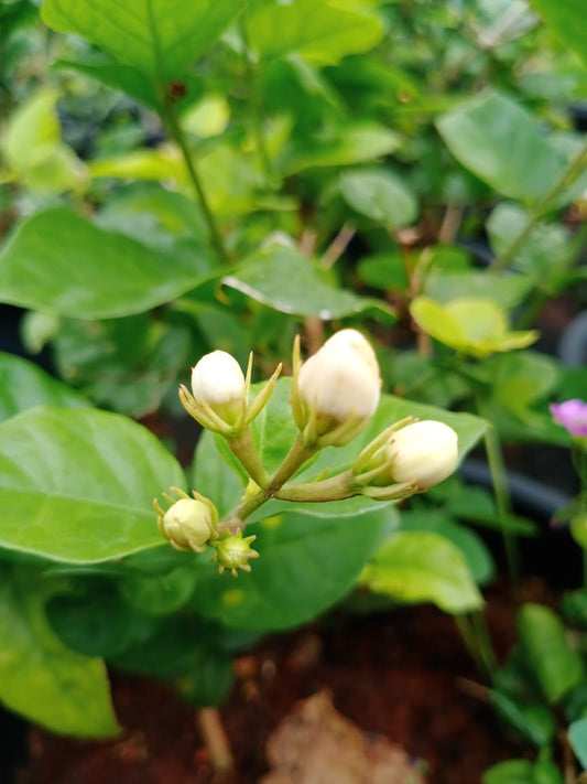 Jasmine
