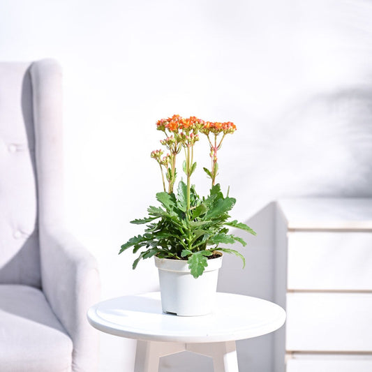 Kalanchoe Plant - Orange