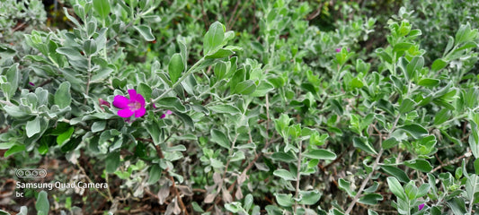 Leucophyllum frutescens