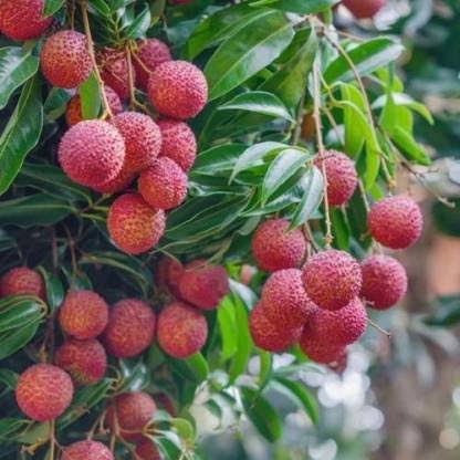 Litchi grafted