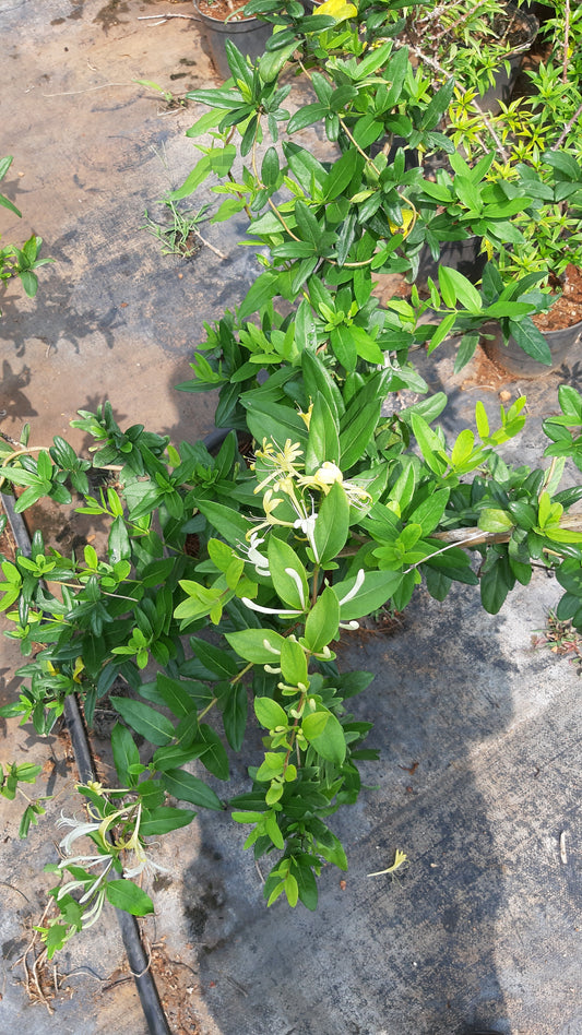 Lonicera japonica