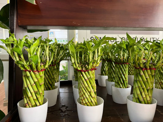 Lucky bamboo braided