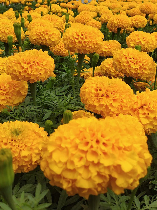 MARIGOLD INCA ORANGE YELLOW