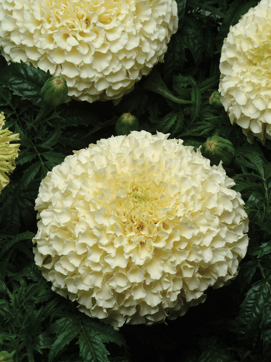 MARIGOLD VANILLA