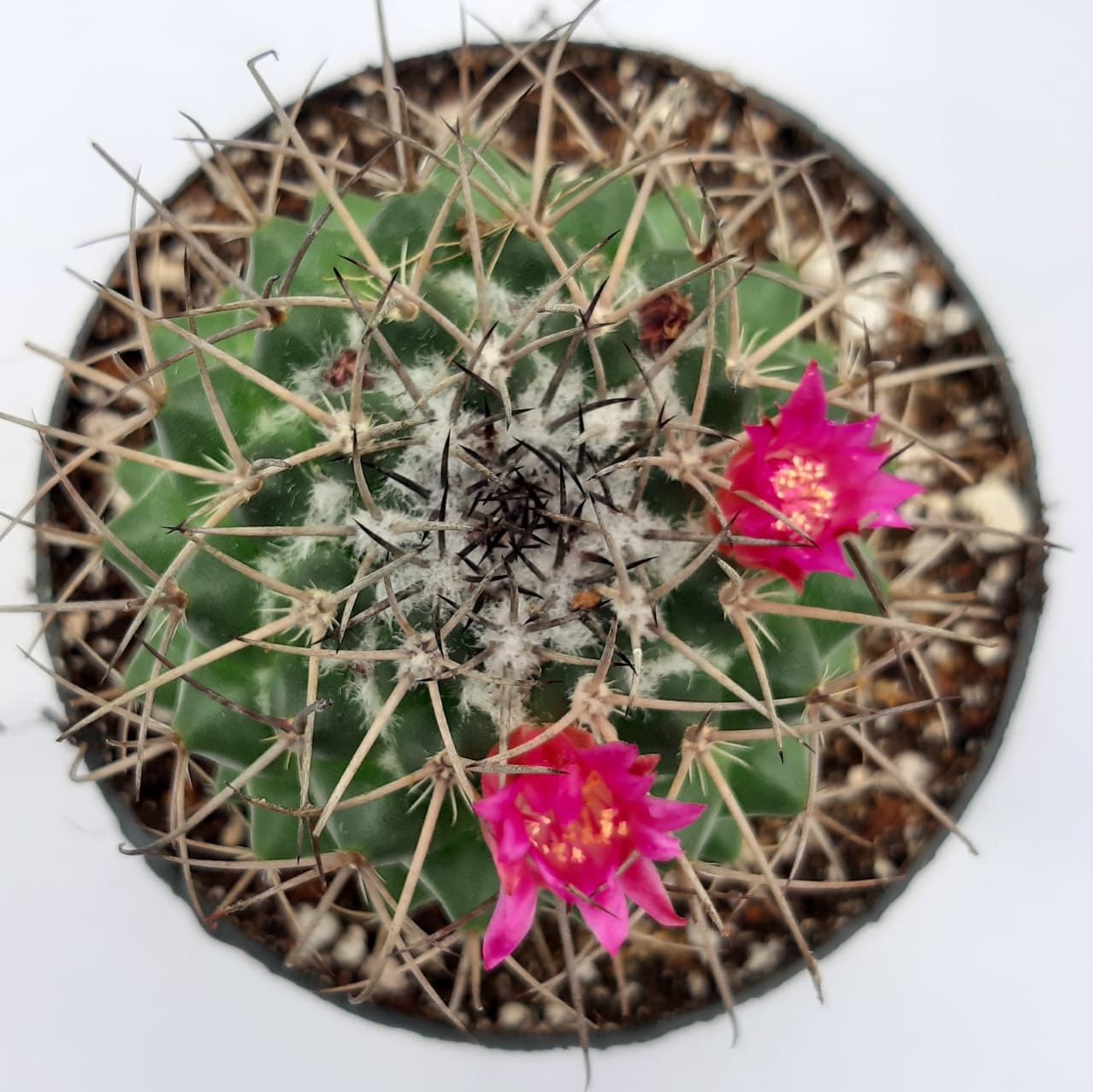 Mammillaria confusus