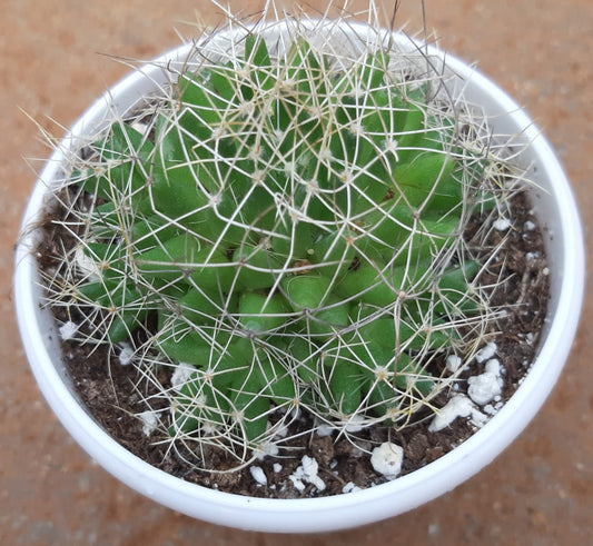 Mammillaria densispina comptotricha