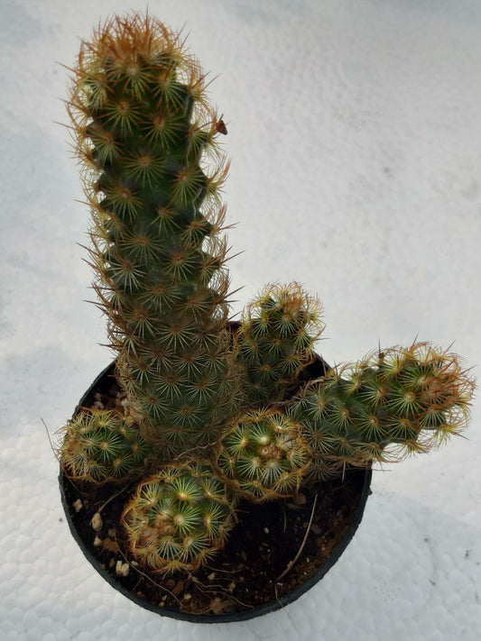 Mammillaria elongata