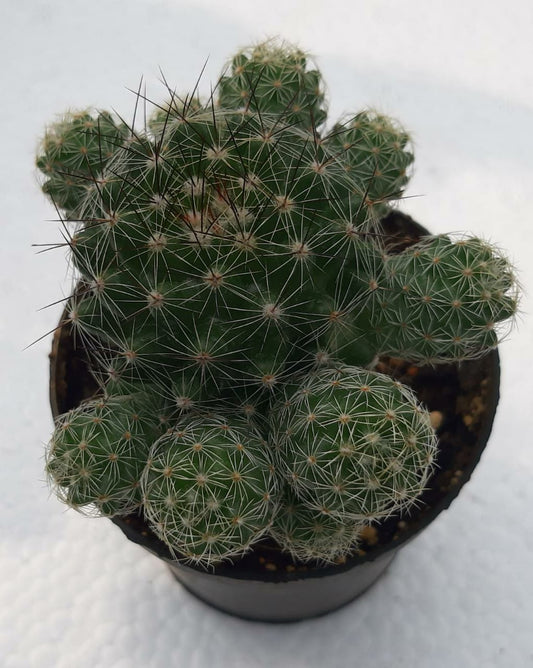 Mammillaria gracilis