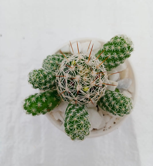 Mammillaria gracilis