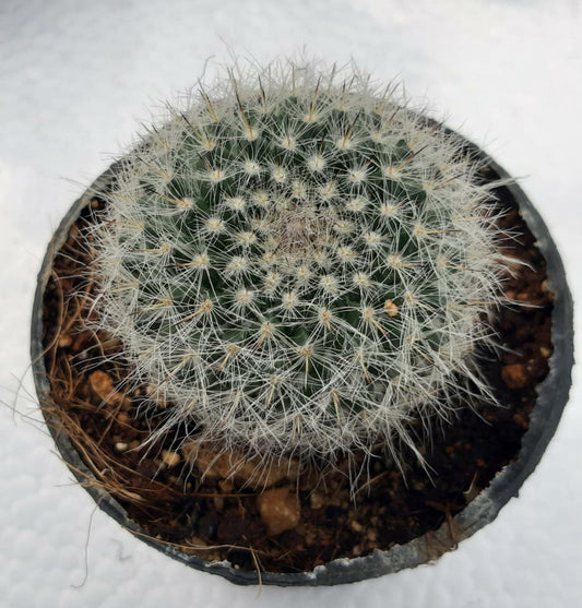 Mammillaria hahniana