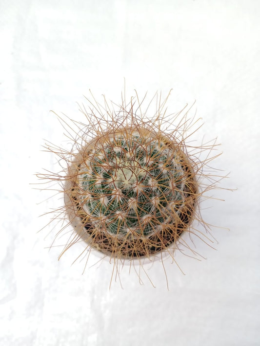 Mammillaria leptacantha