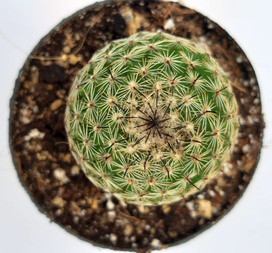 Mammillaria matude