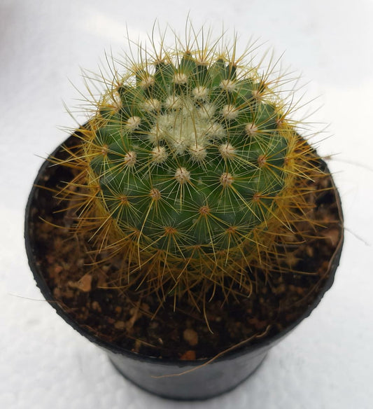 Mammillaria pringlei