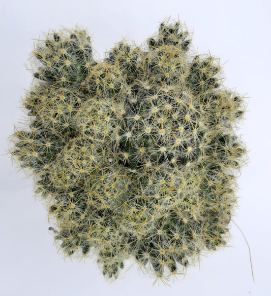 Mammillaria prolifera