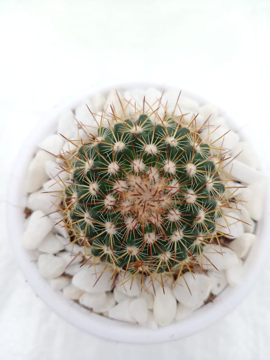 Mammillaria rhodantha