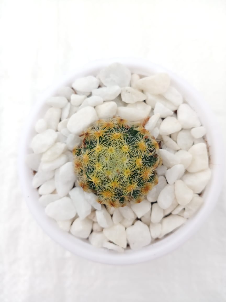 Mammillaria schnealdiana