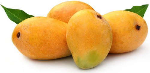 Alphonso Mango Plant