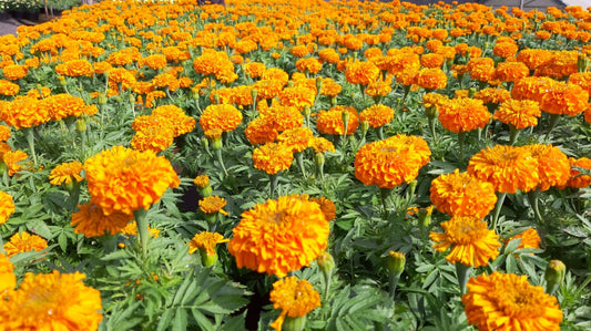 Marigold Orange