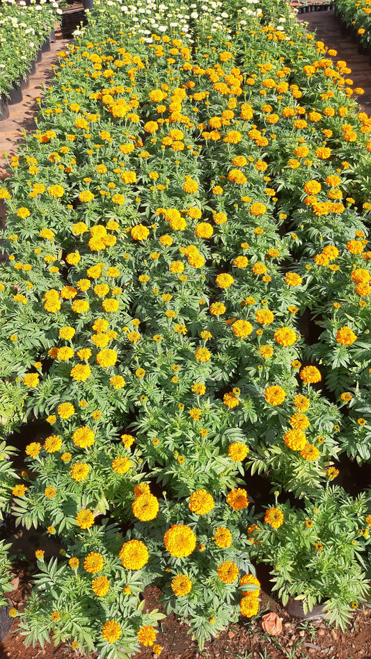 Marigold gold