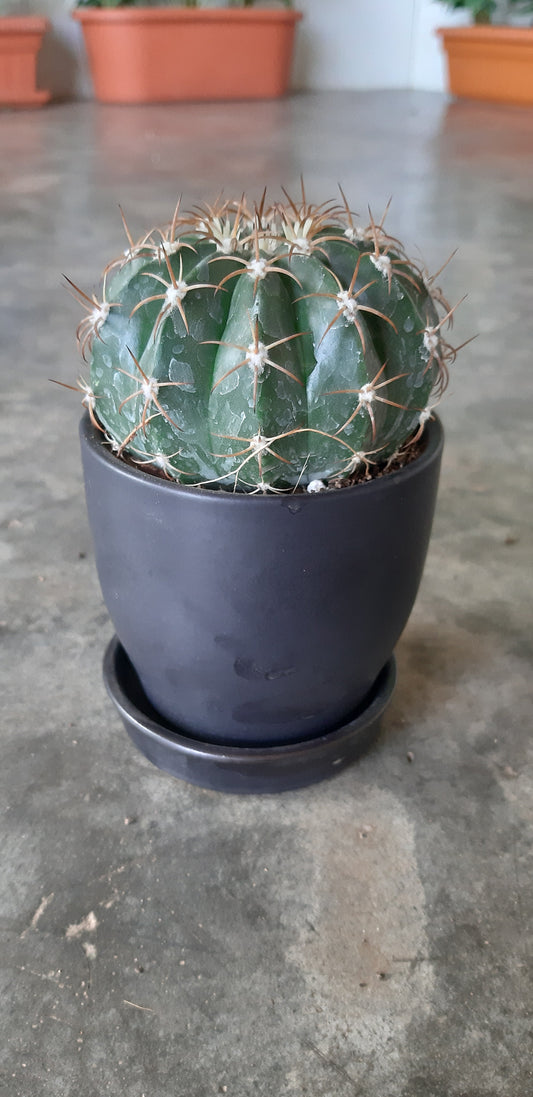 Melocactus