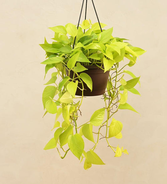 Money Plant Golden With Hanging Pot