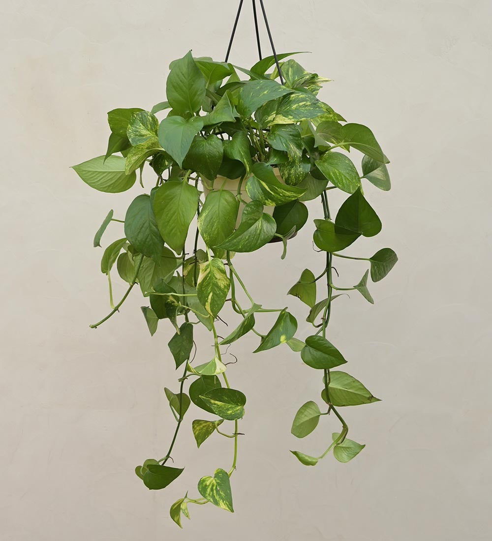 Money Plant Variegated With Hanging Pot