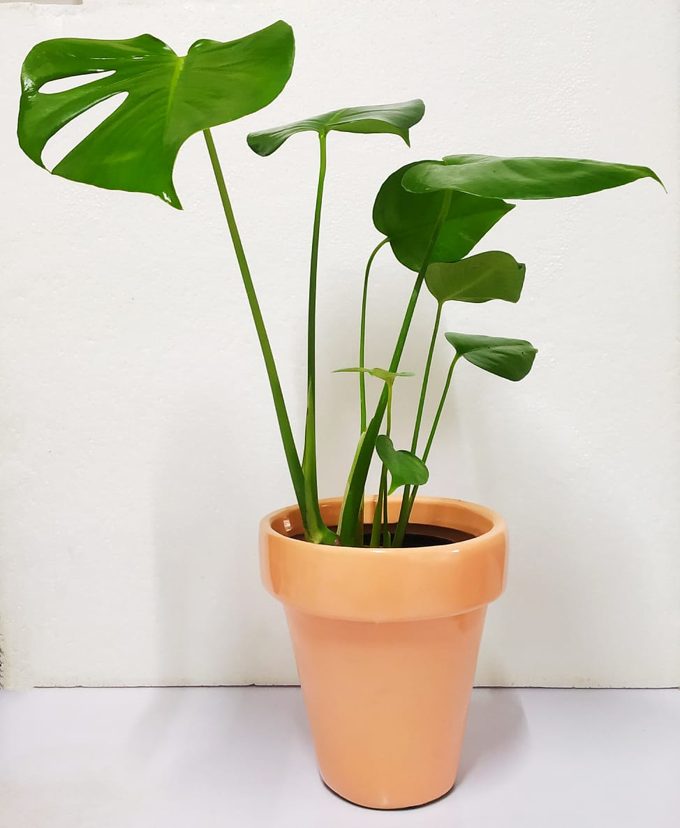 Monstera deliciosa