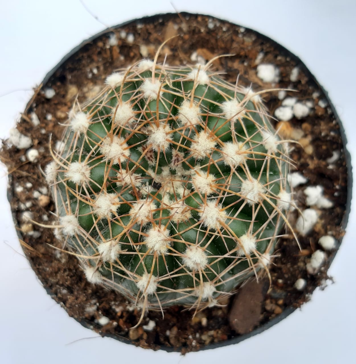 Notocactus ubelmaniana