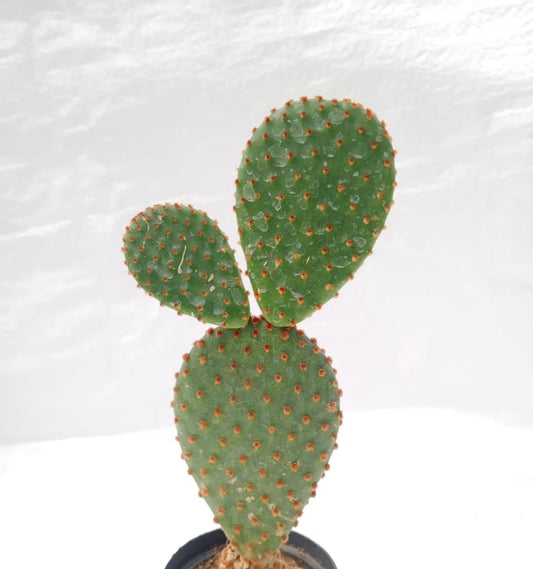 Opuntia microdasys